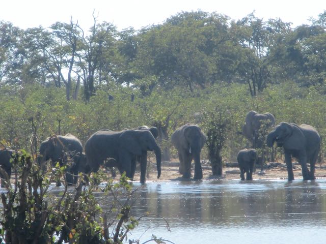 Ellie and his elephant herd at the waterhole in Malawi Africa