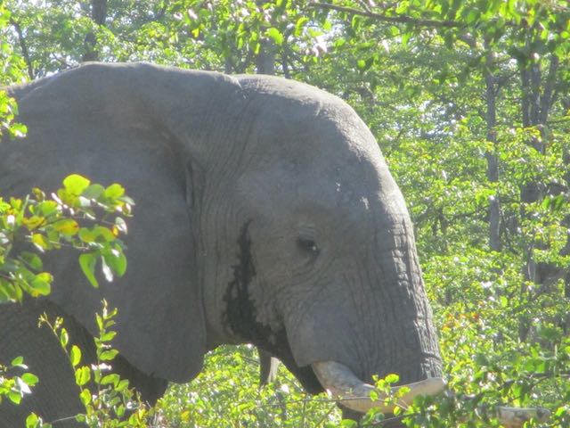 Ellie in musth