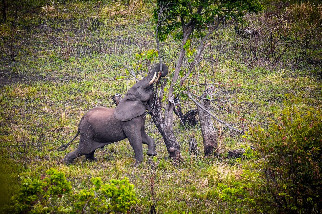 African bull elephant feeding in Malawi Africa