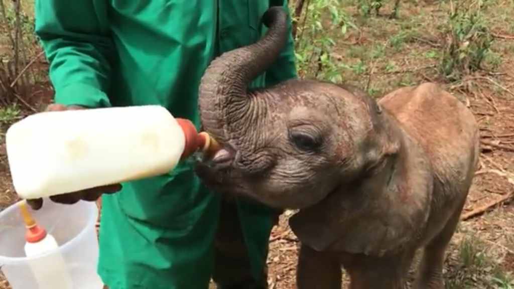 Feeding baby elephant