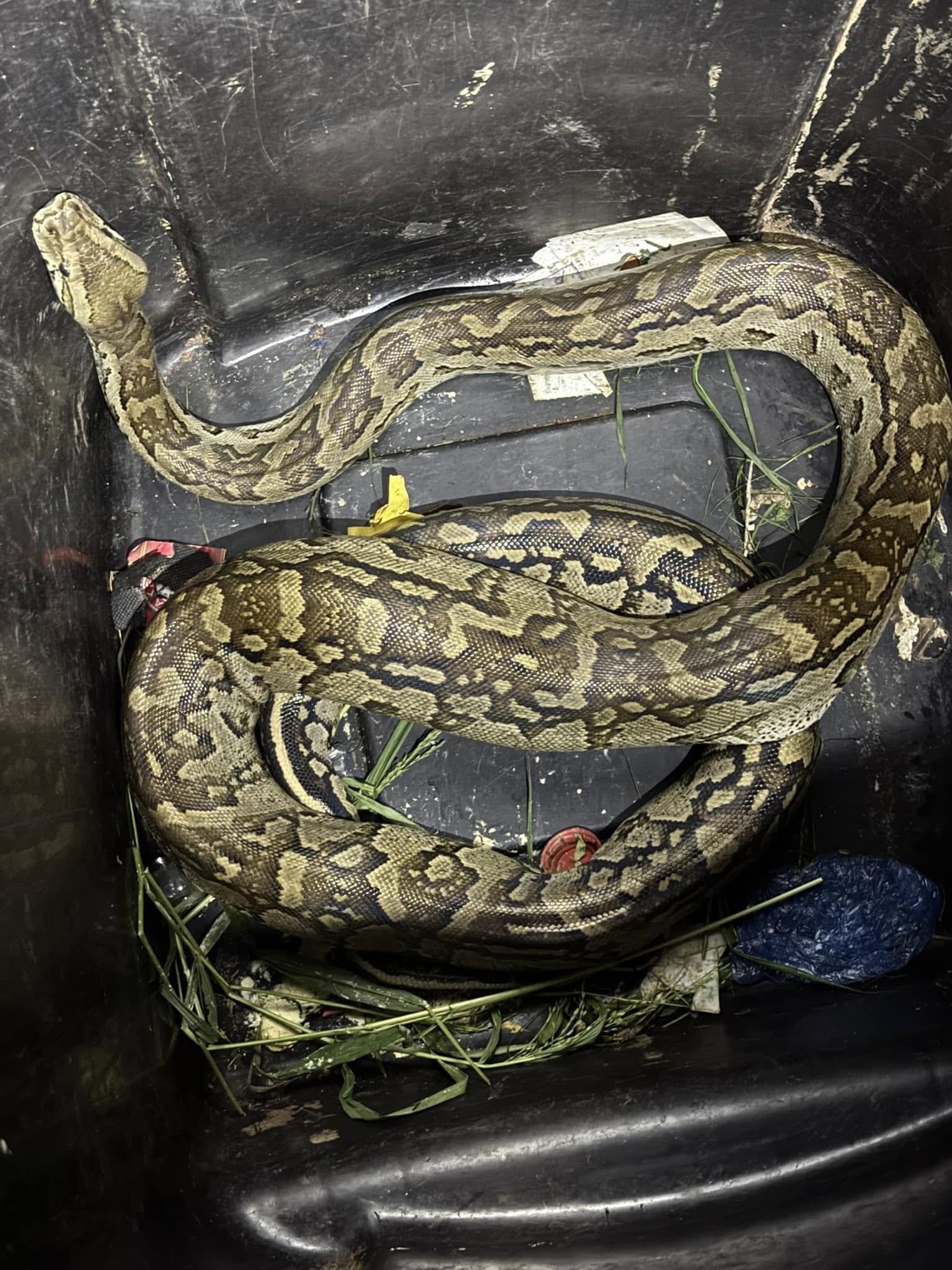 boa constrictor amarali premio de roma pythons and... REAL CONSERVATION – Elefence International, Inc.